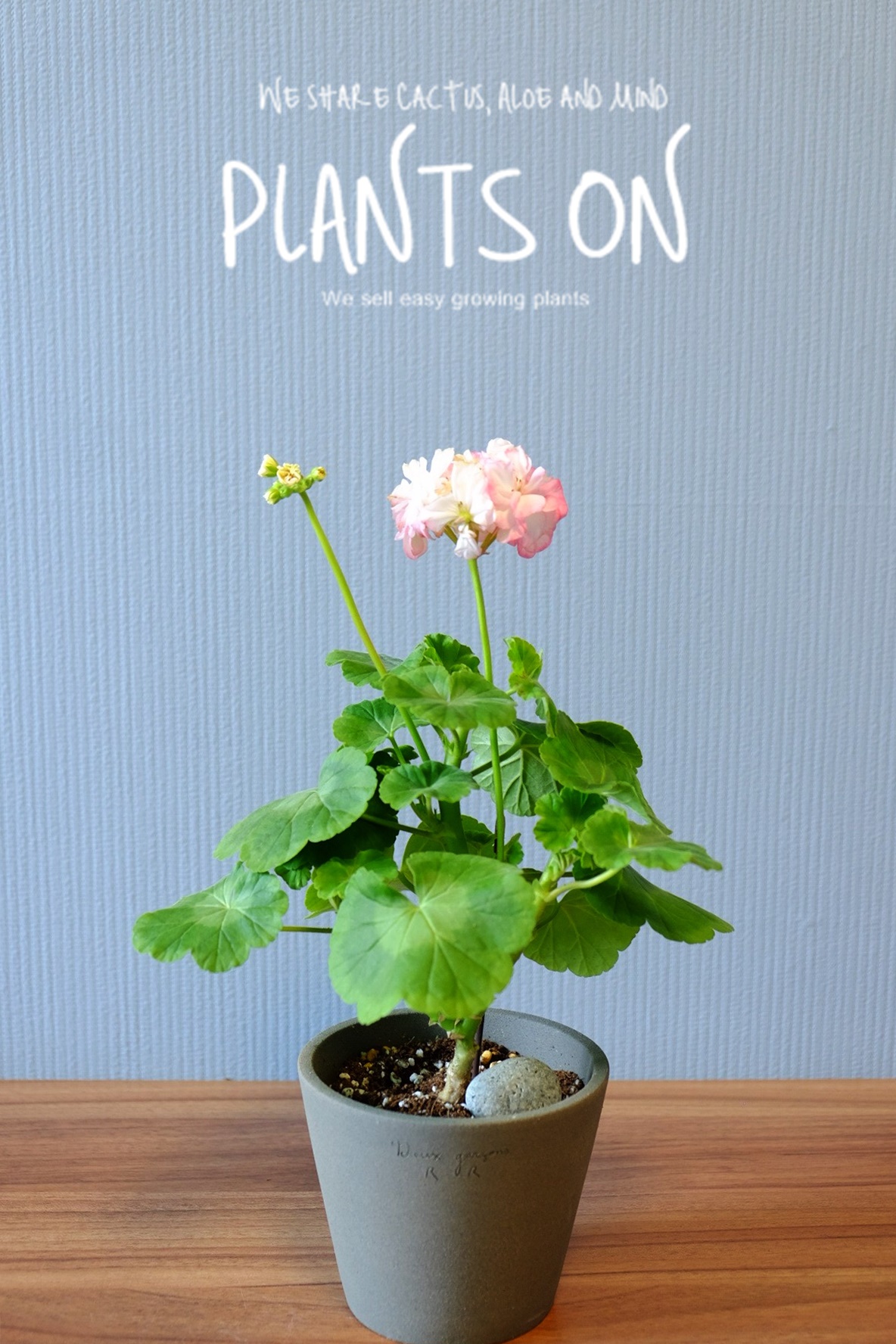유럽제라늄 예거서스 모르모르 마르타 고화도 비올레 13 포함 37cm / 듀가르송 / deuxgarcons Europe Geranium Jägershus Mormor... 