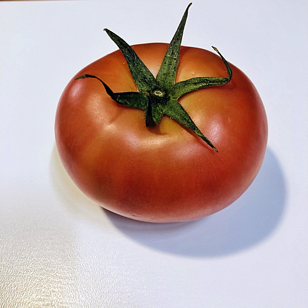 토망고 스테비아 완숙 꿀 설탕 토마토 1kg : 키위마켓