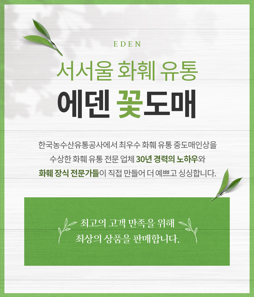 [공기정화식물]스투키 : 에덴꽃도매-서서울화훼유통