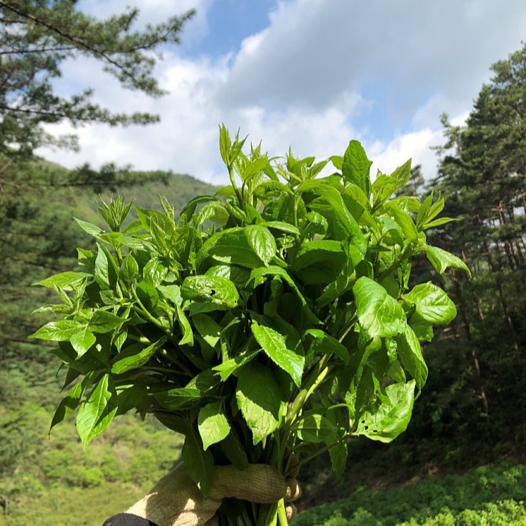 강원도평창 700고지 야생 오가피순 새순 오갈피순 일등품 1kg -2kg 당일채취 : 산약초이야기 건강촌