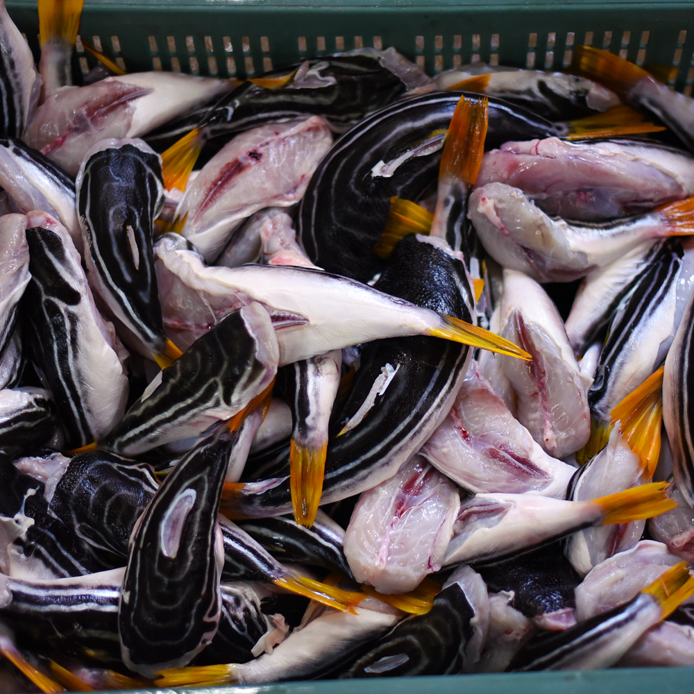 손질 복어 까치복 500g 자연산 2미 보양식 복지리 복국 복어맑은탕 복요리 제철생선 : 응답하라 삼천포수산