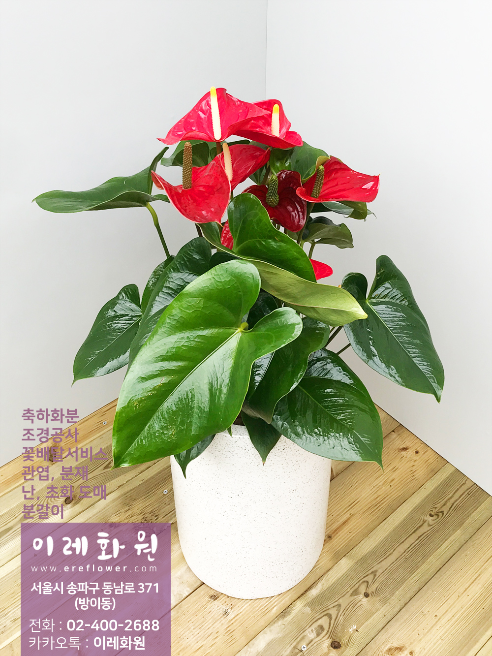 안스리움(anthurium) : 이레화원