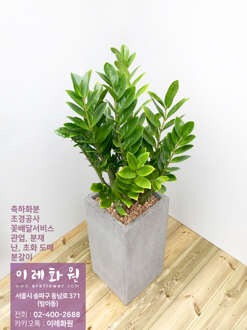 금전수(돈나무) : 이레화원