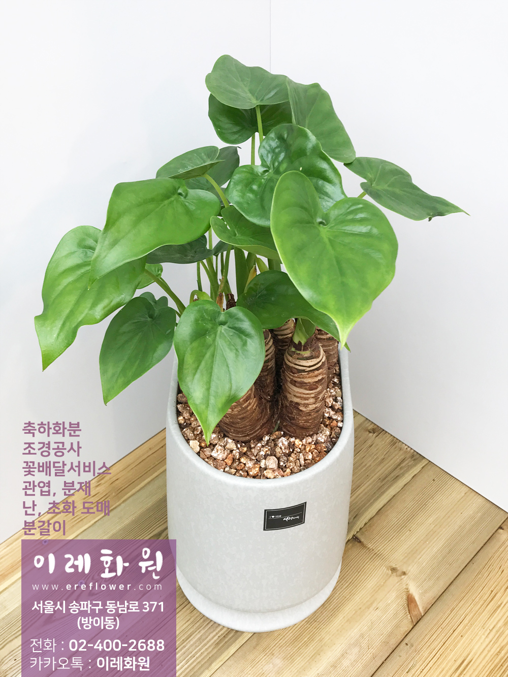 알로카시아 : 이레화원
