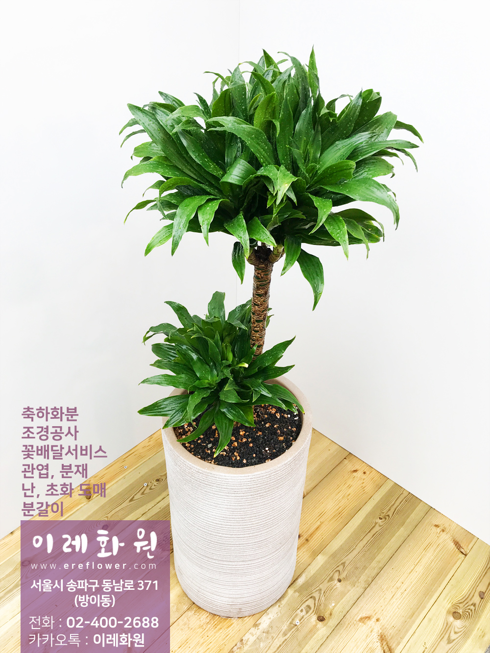 콤펙타 : 이레화원