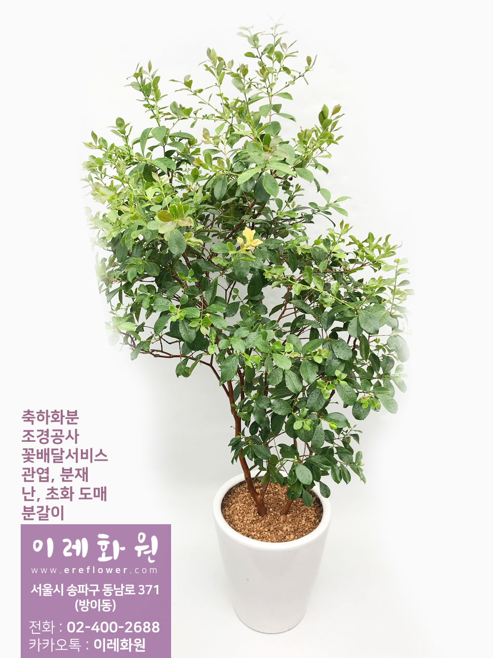구아바 : 이레화원