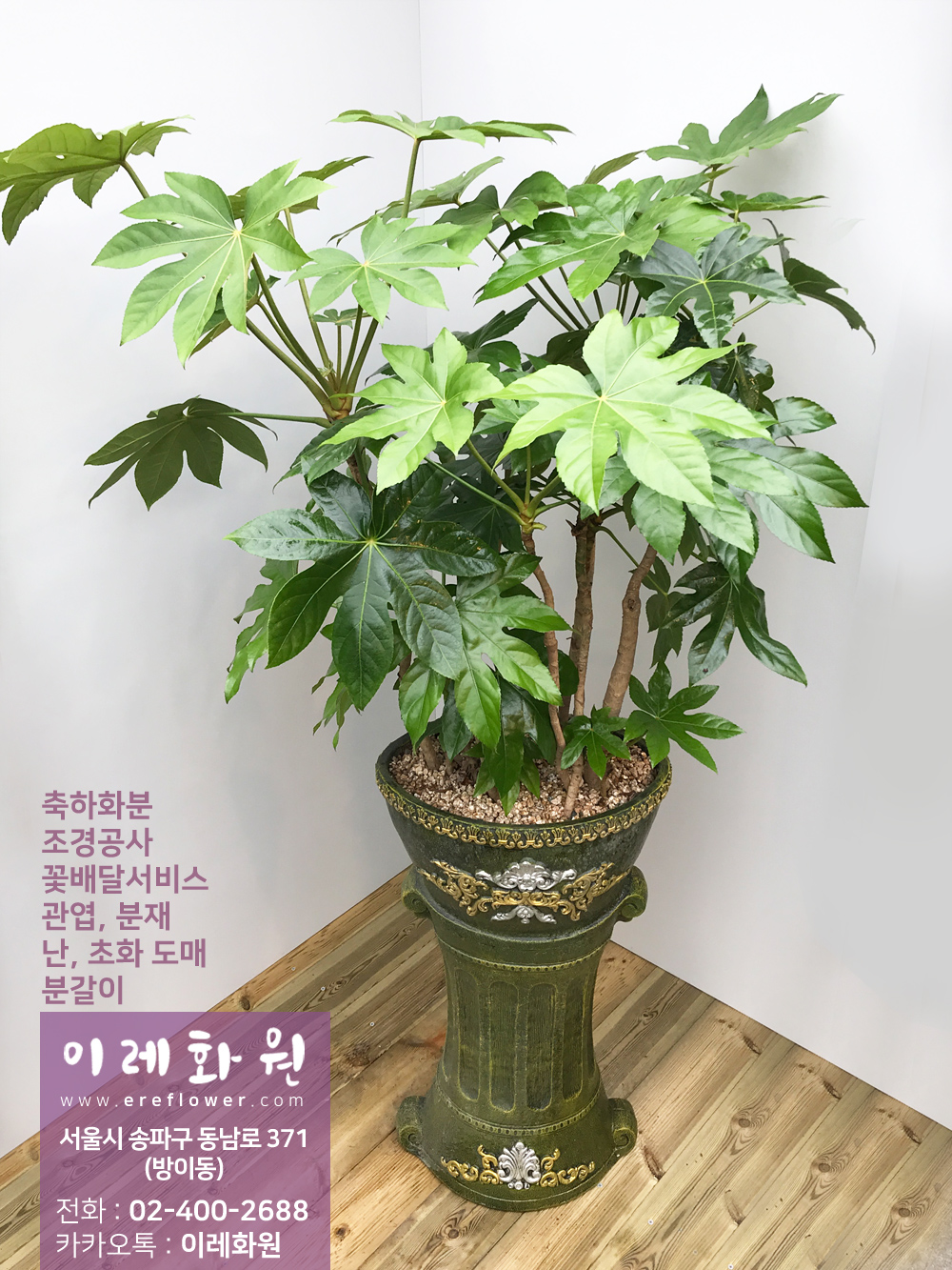 팔손이 : 이레화원