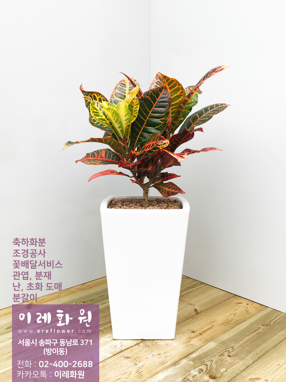 크로톤 : 이레화원