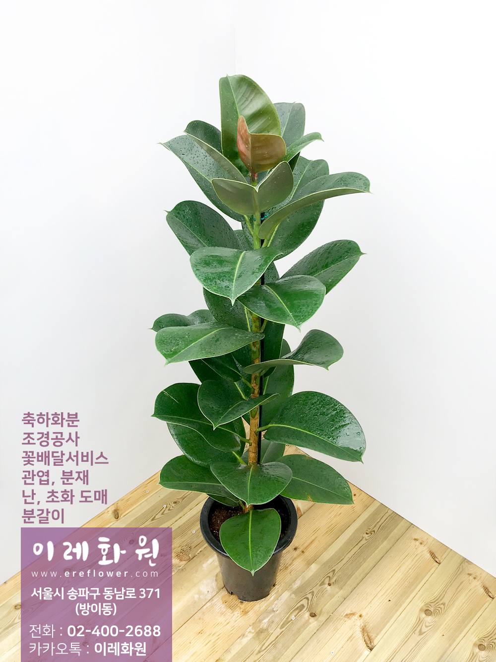 고무나무 : 이레화원