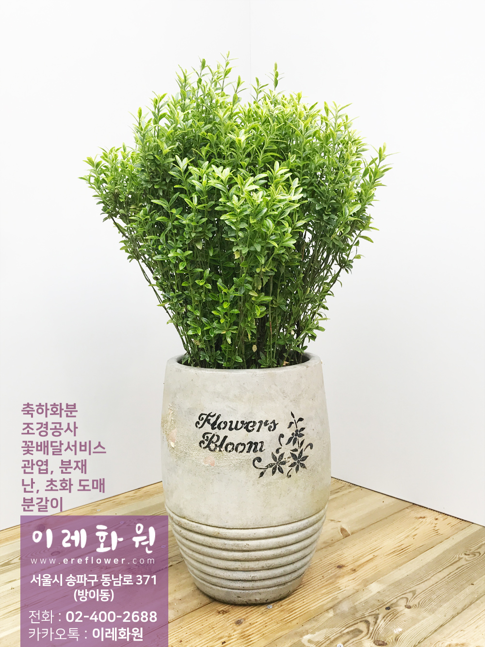 황금좀사철나무 : 이레화원