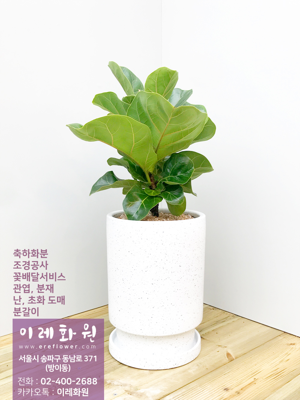 떡갈나무 : 이레화원