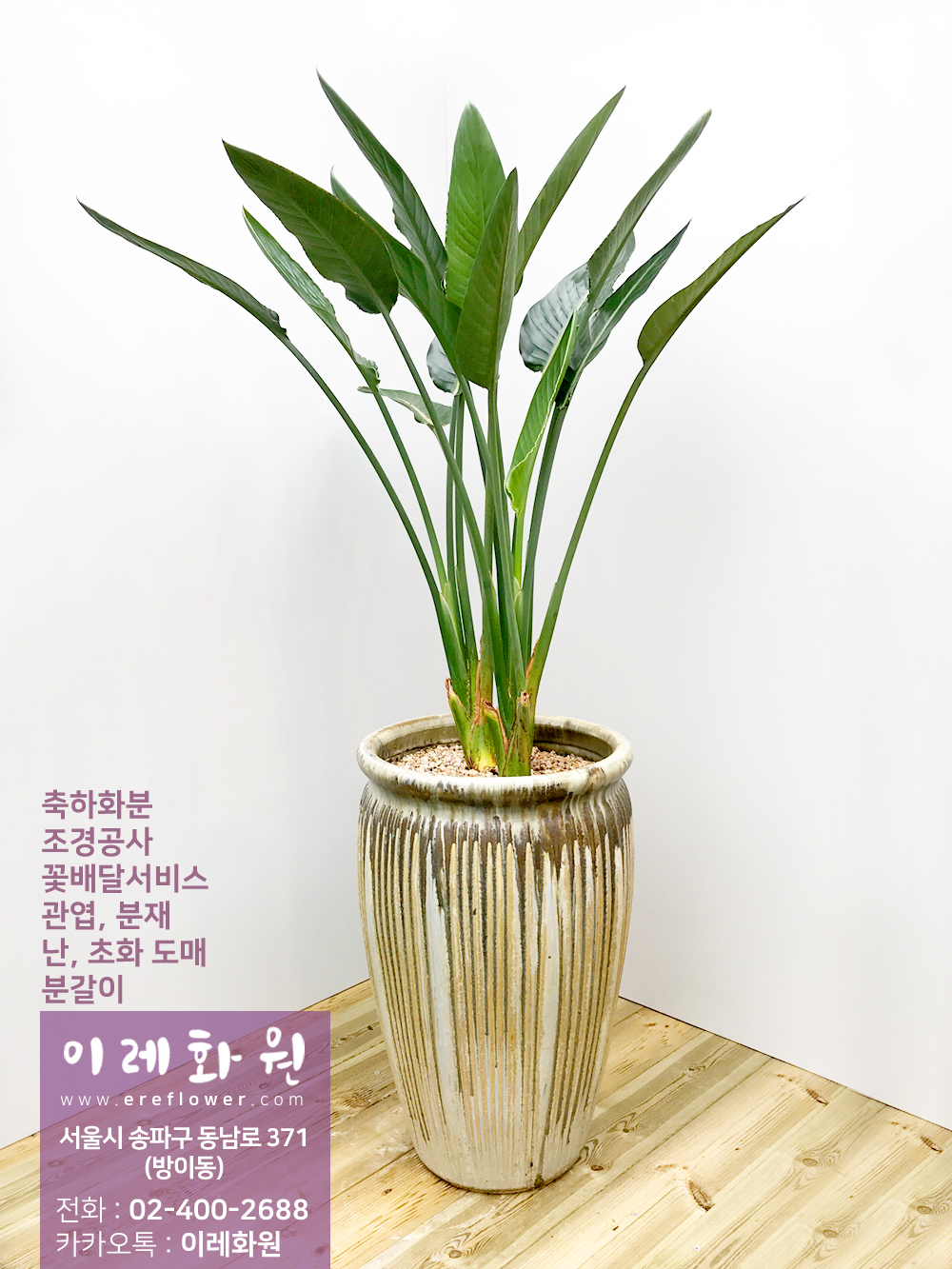 극락조화(개화종) : 이레화원