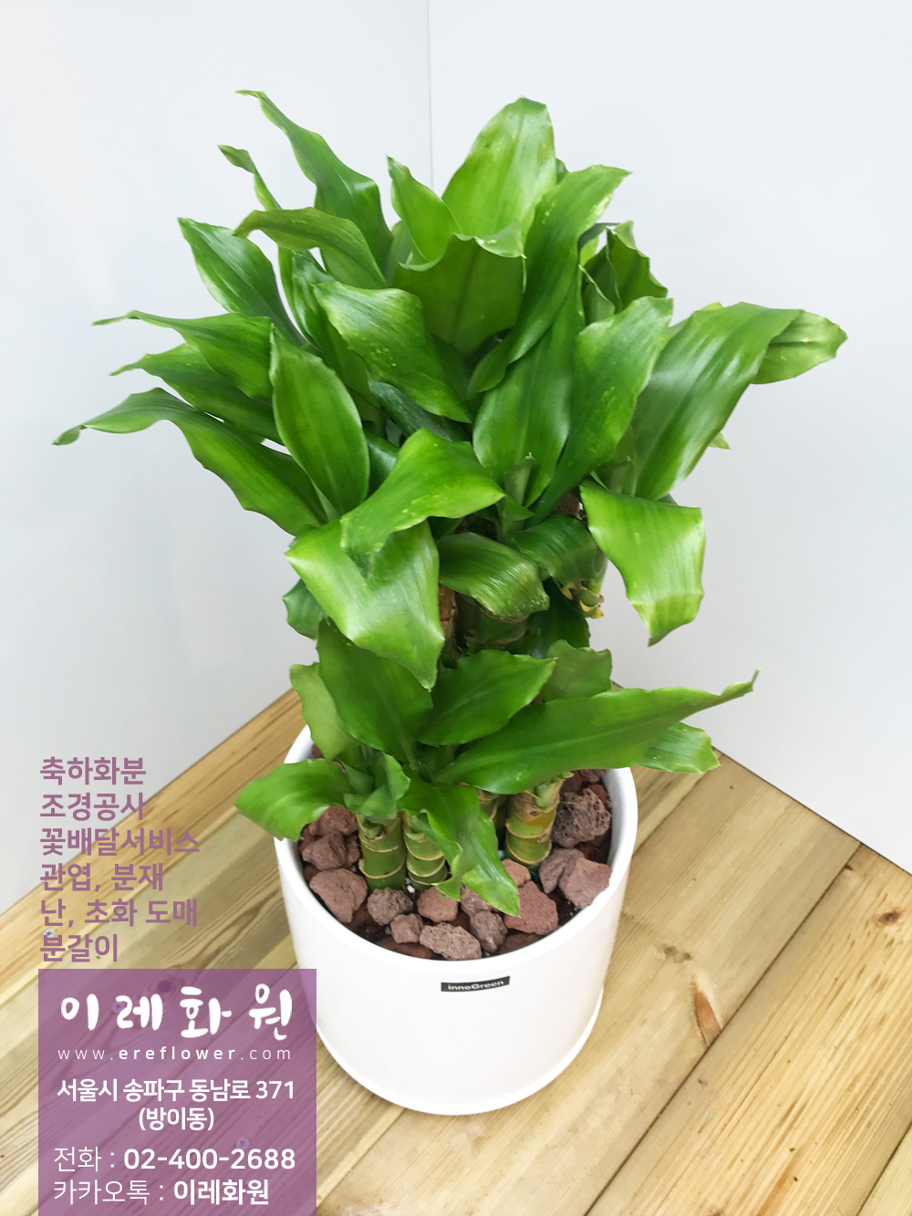 황금죽 : 이레화원