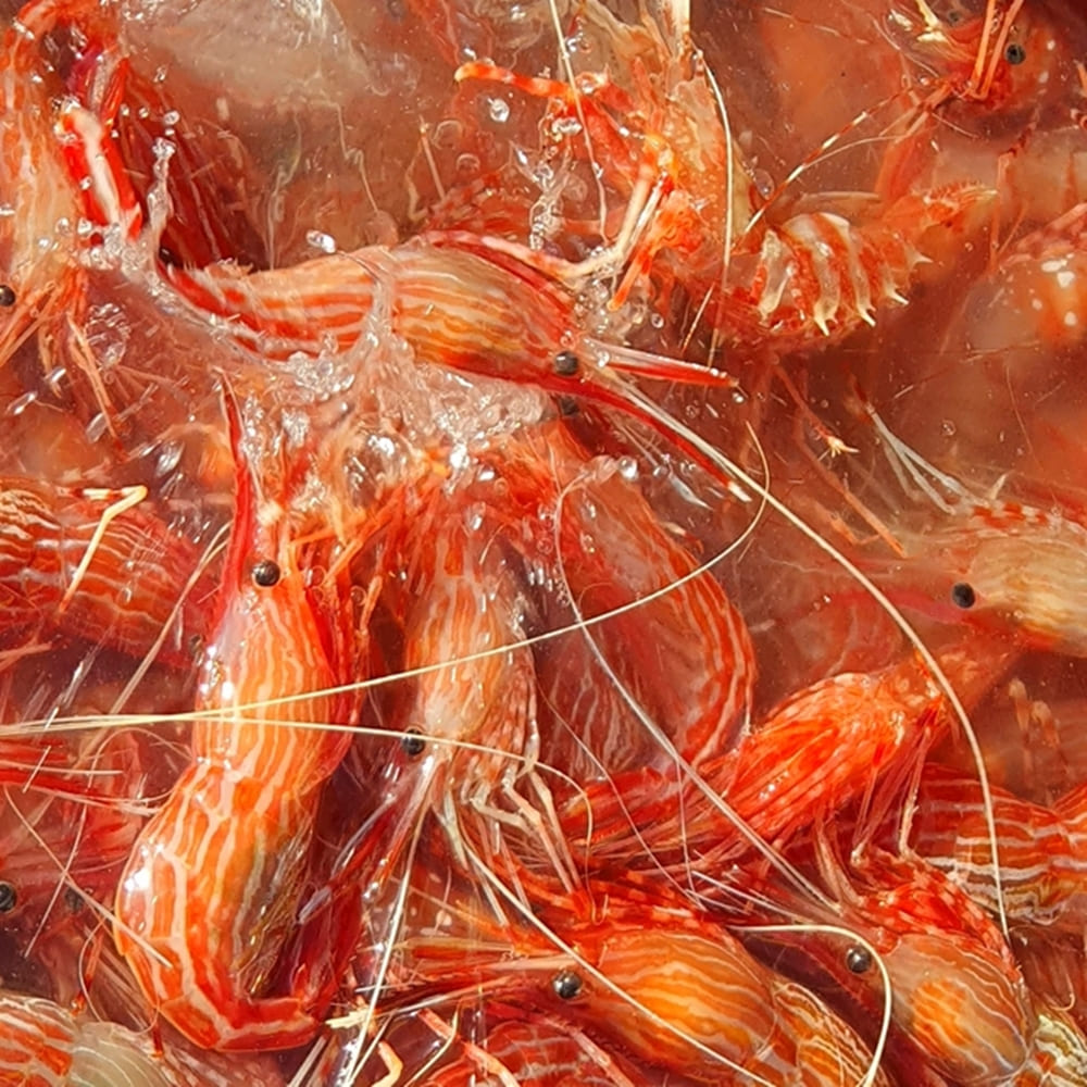 자연산 독도 연안 활 꽃새우 닭 회 500g 철 생 활어 냉동 급냉 횟감 제철 울릉도 : 시골박사