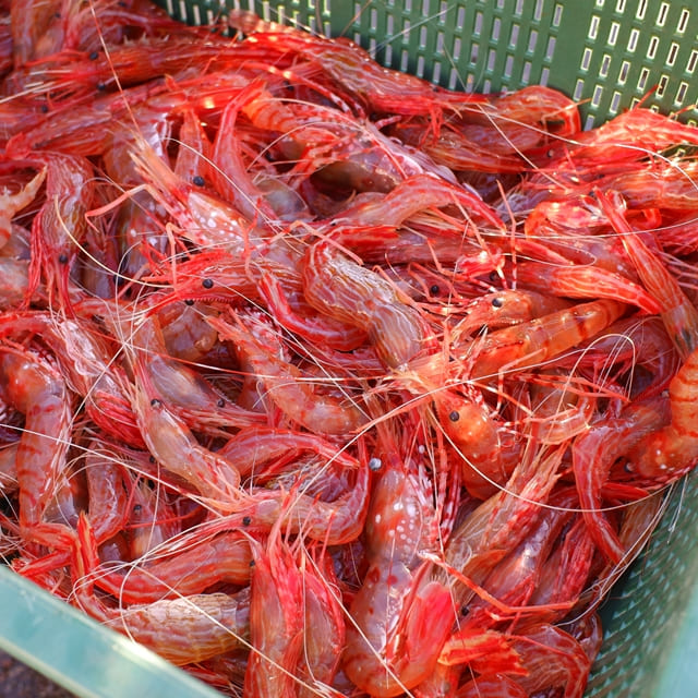 자연산 독도 연안 활 꽃새우 닭 회 500g 철 생 활어 냉동 급냉 횟감 제철 울릉도 : 시골박사