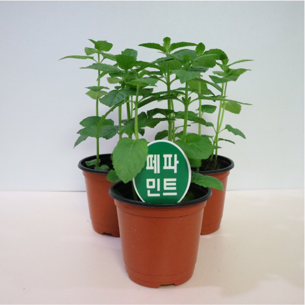 페파민트 페퍼민트 허브 향기나는 민트 모종 화분 식용 식물 공기정화식물 다년초 키우기 : 모종파는곳