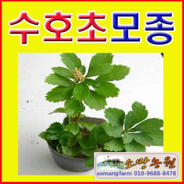 (D소망)야생화 수호초모종(포트) 15개 : 소망원예