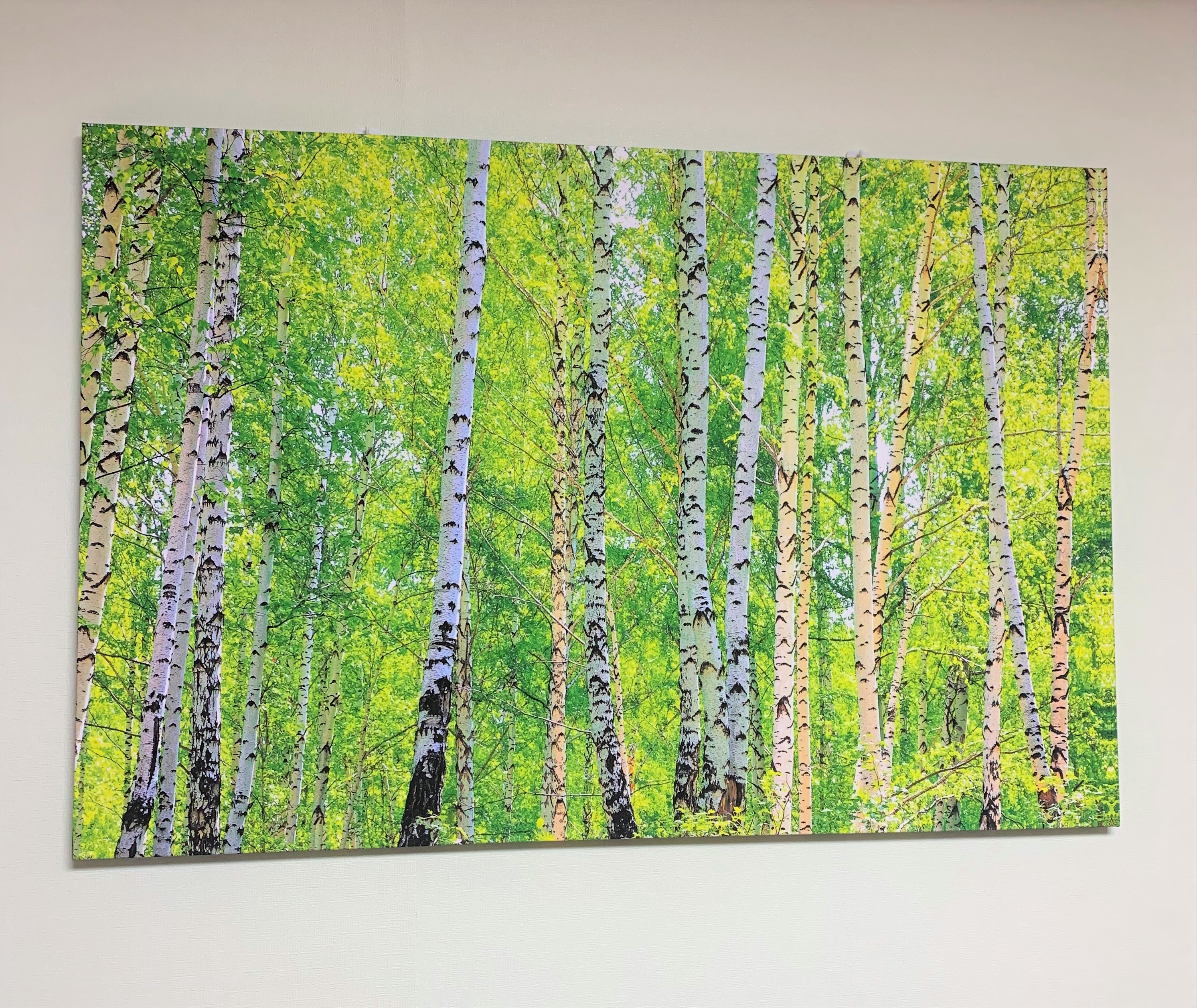 숲액자 벽 인테리어 120x80cm 개업 자연그림 캔버스 사무실 거실 푸르른 자작나무 숲 : 한결같이