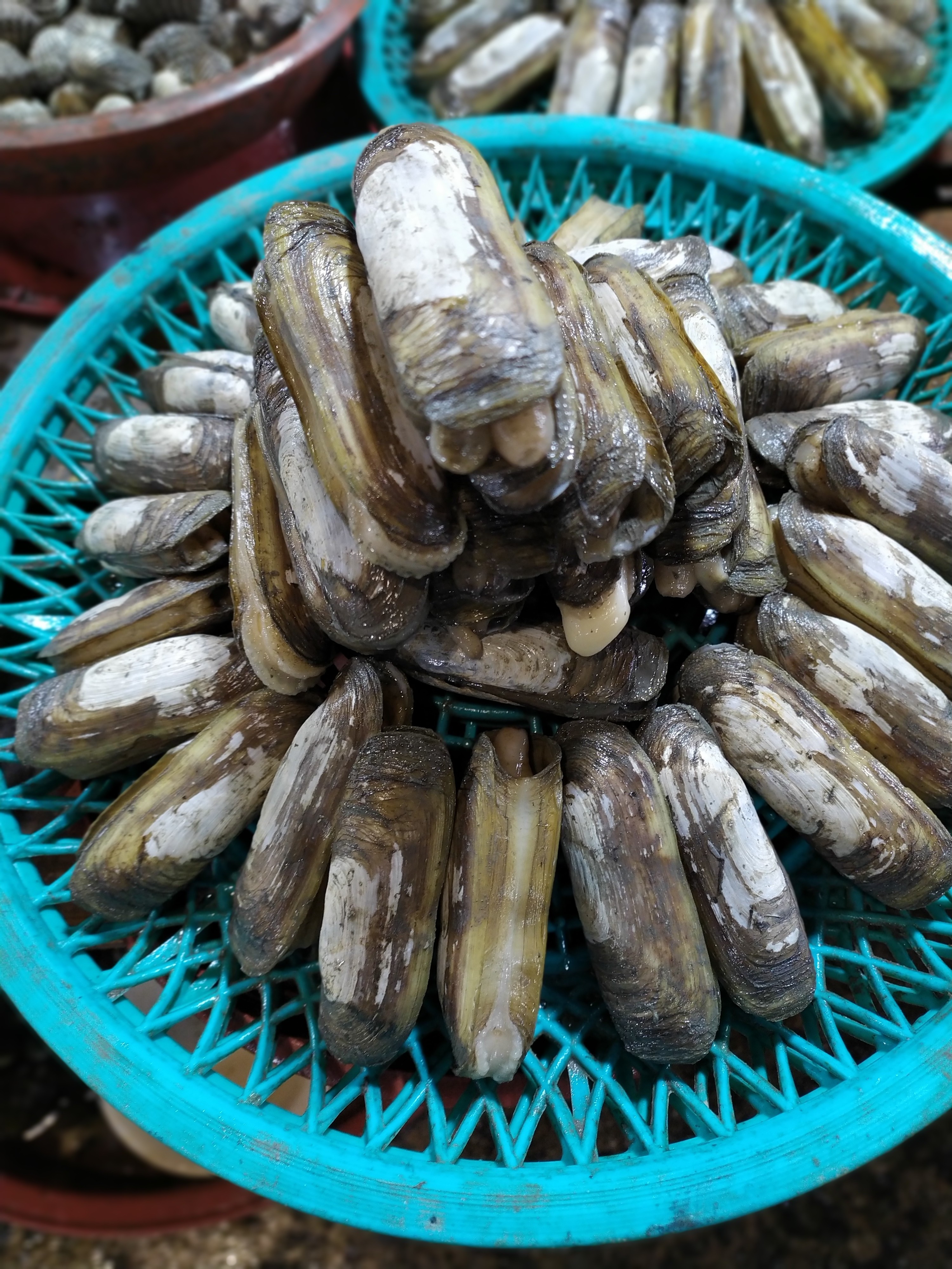청정해역 갯벌 남해안 순천만 별량 맛조개 1kg : 벌교수진수산