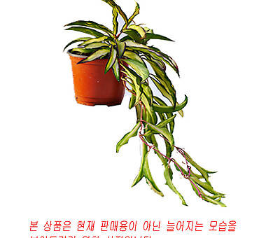 [용오름농장]명품 호야 H.Kentiana/희귀식물/고급종 : 용오름농장