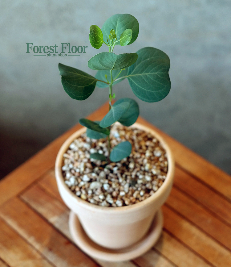유칼립투스 폴리안 (소), 이태리 토분 세트, Forest Floor : Forest Floor