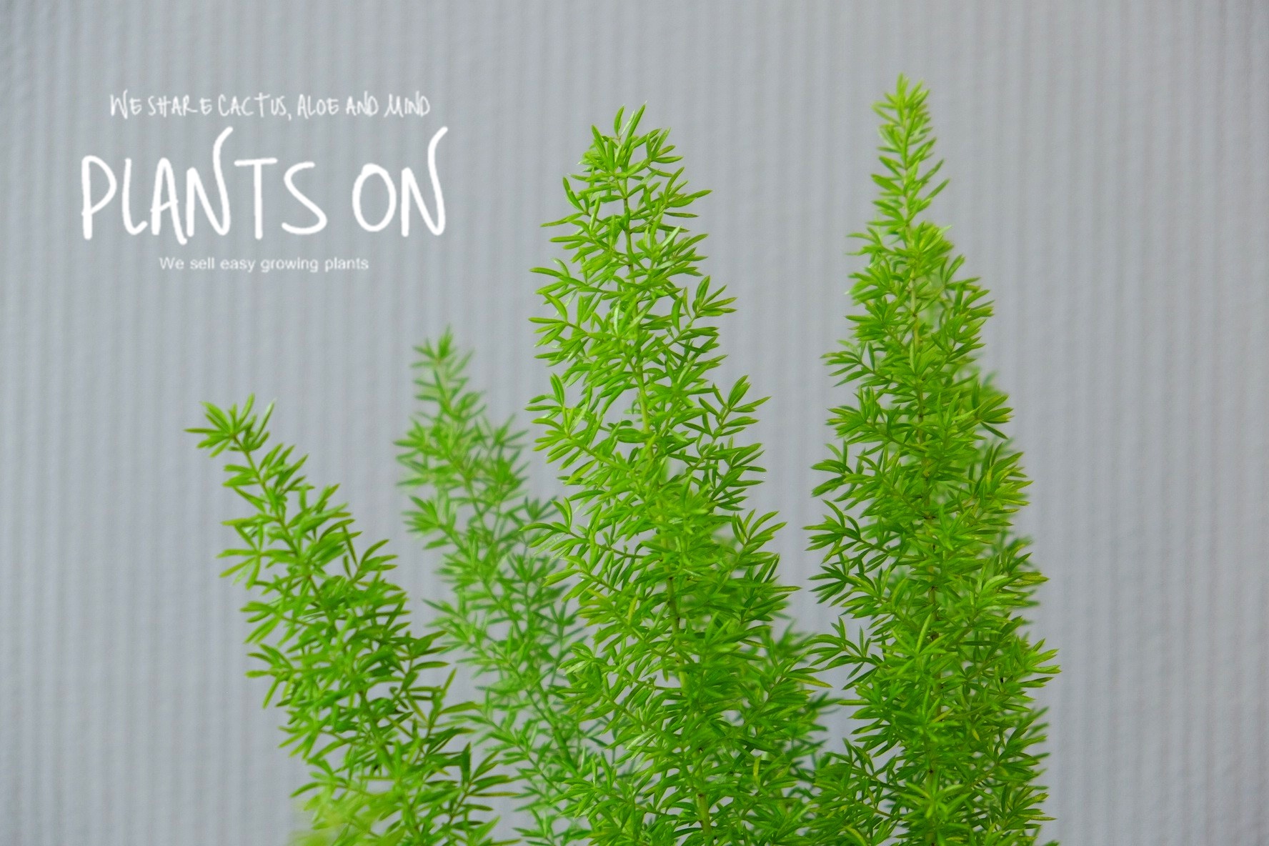 메이리(여우꼬리) 아스파라거스 두가르송 고화도 팡15 포함 44cm / 듀가르송 / deuxgarcons Asparagus meyerii : 플랜츠온