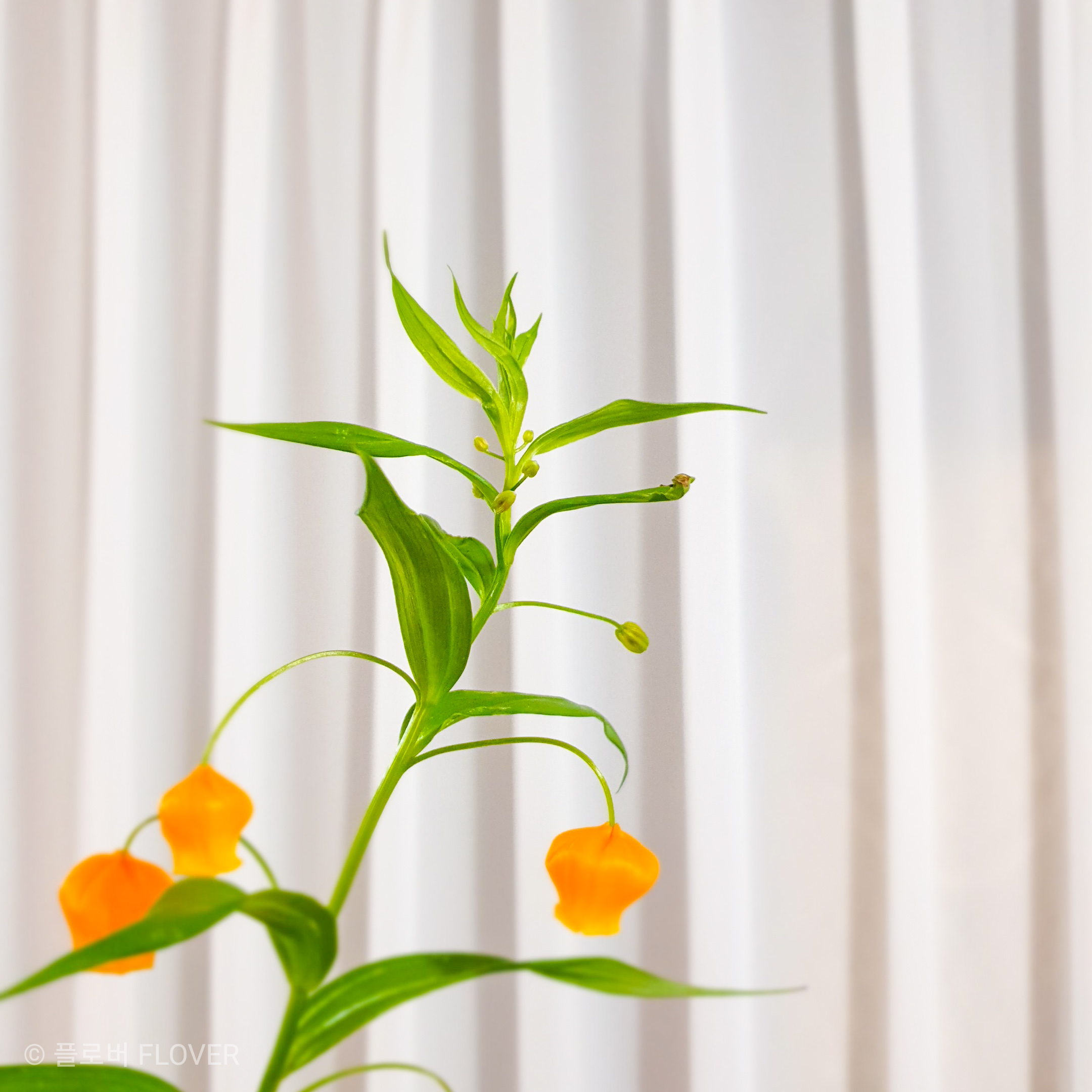 (분화) 구근식물 샌더소니아 모종 만두꽃 키우기 : 플로버 FLOVER