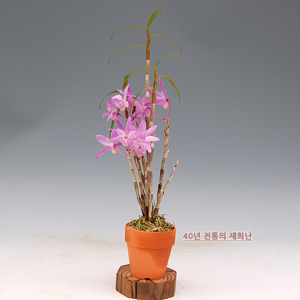 [재희난] 석곡 만리홍 : 재희난