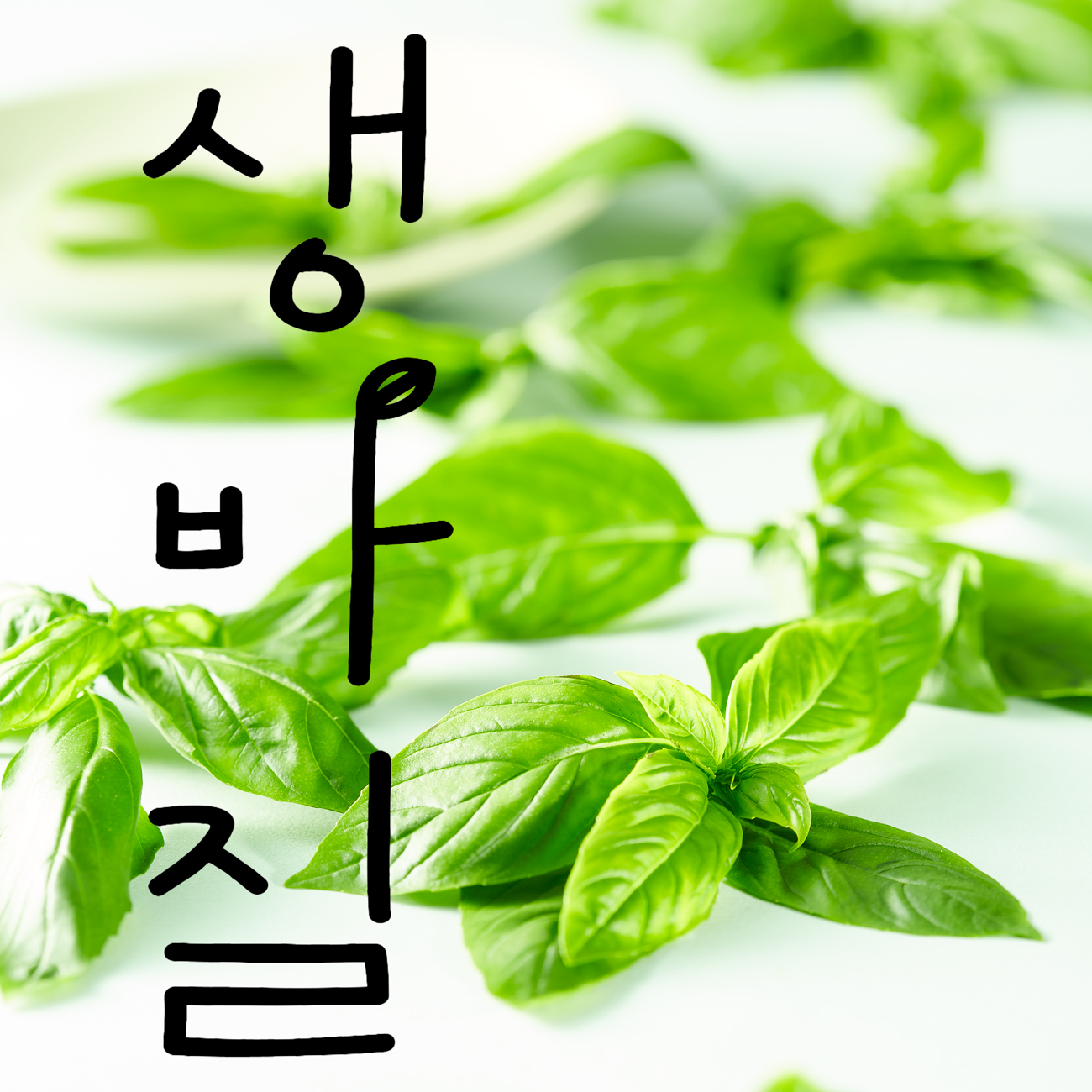 생바질 100g 당일 수확 배송 : 스윗허브
