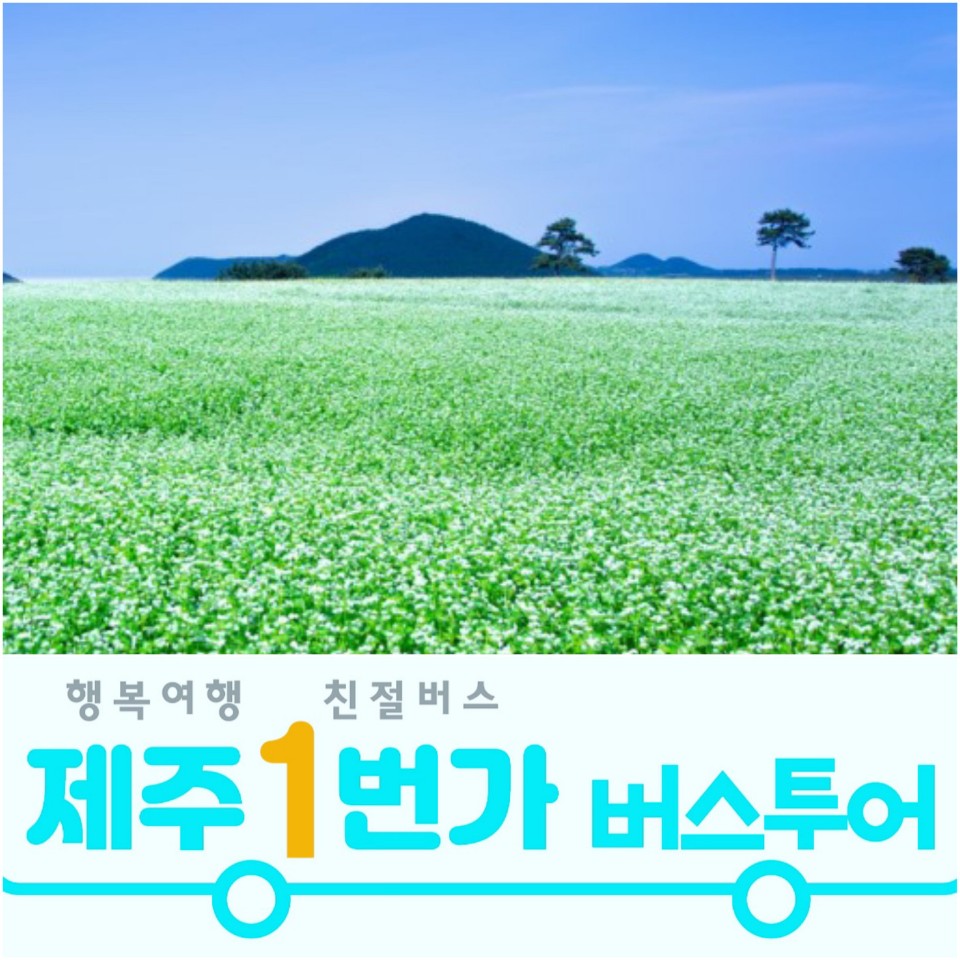 제주도패키지여행 제주감성 버스투어 3박4일 No옵션 효도관광 단체여행 홈쇼핑 미니버스대절 : 제주1번가여행사
