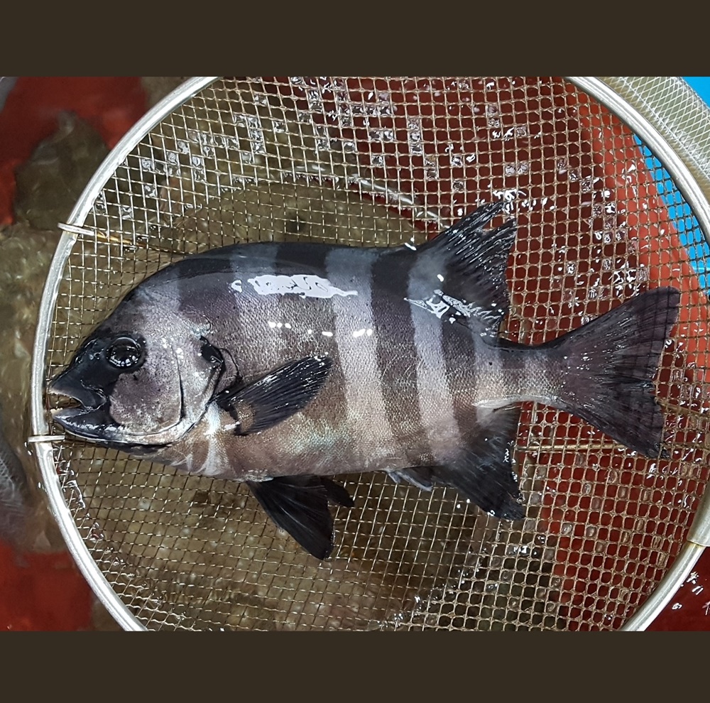 자연산 돌돔회 330g(손질 전 1kg) 아침 손질 저녁 도착, 데친 껍질 포함 : 진해만어부