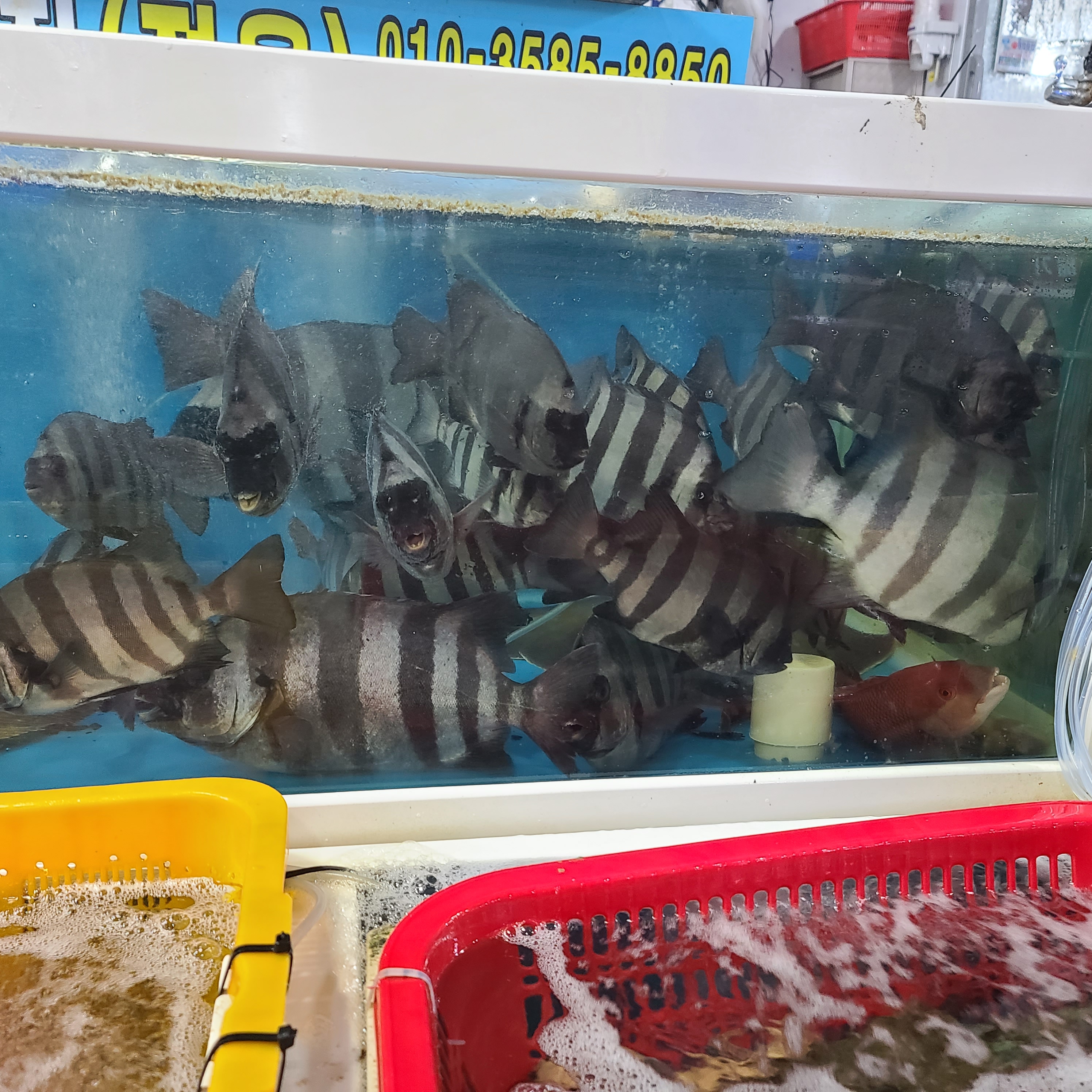 자연산 돌돔회 330g(손질 전 1kg) 아침 손질 저녁 도착, 데친 껍질 포함 : 진해만어부