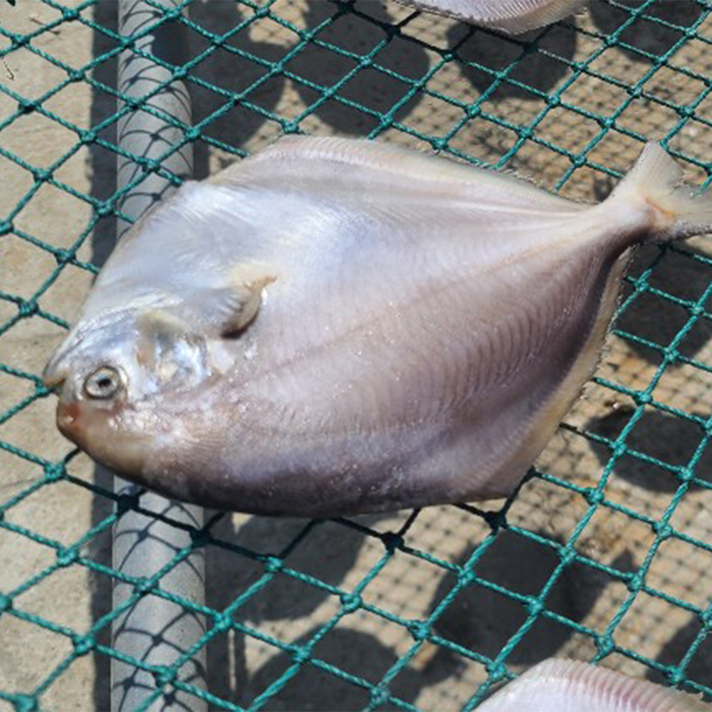 반건조병어 병치 국내산 자연산 제사 제수용 생선 : 완도둥이맘