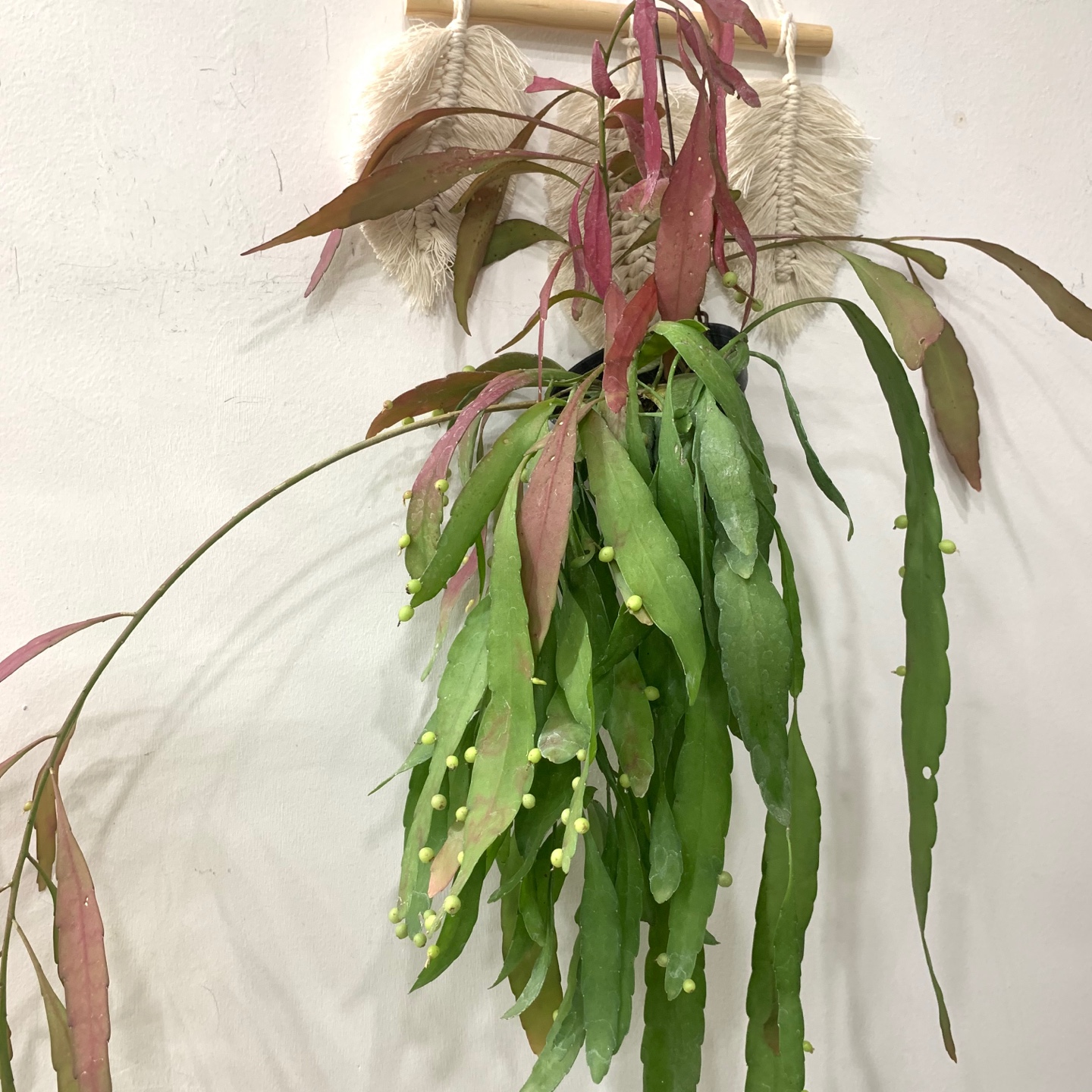 립살리스 슈도,루비, 행잉식물 : 더라라플랜트