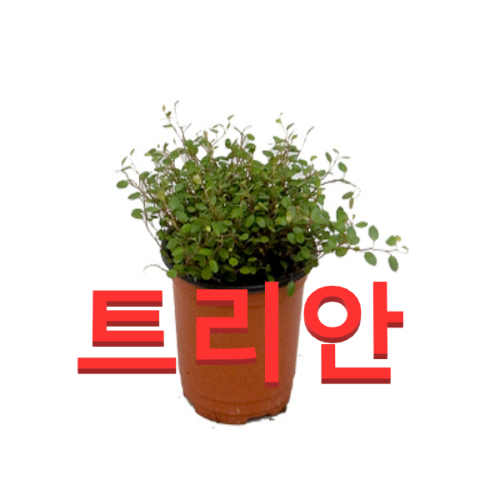 (성실농원A)트리안 화분(소) 4그루  트리안 판매 : 성실원예