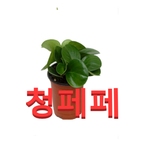 (성실농원A)청페페 화분(소) 2그루 공기정화식물 : 성실원예