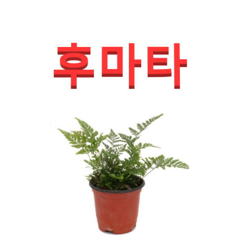 (성실농원A)후마타 화분(소)2그루  공기정화식물 : 성실원예
