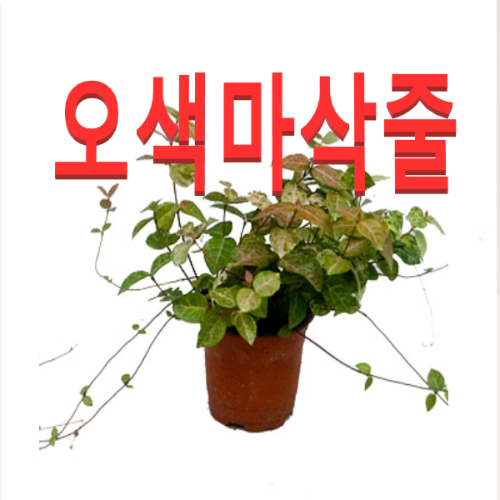 (성실농원A)오색마삭줄 화분(소) 4그루 오색마삭줄 : 성실원예