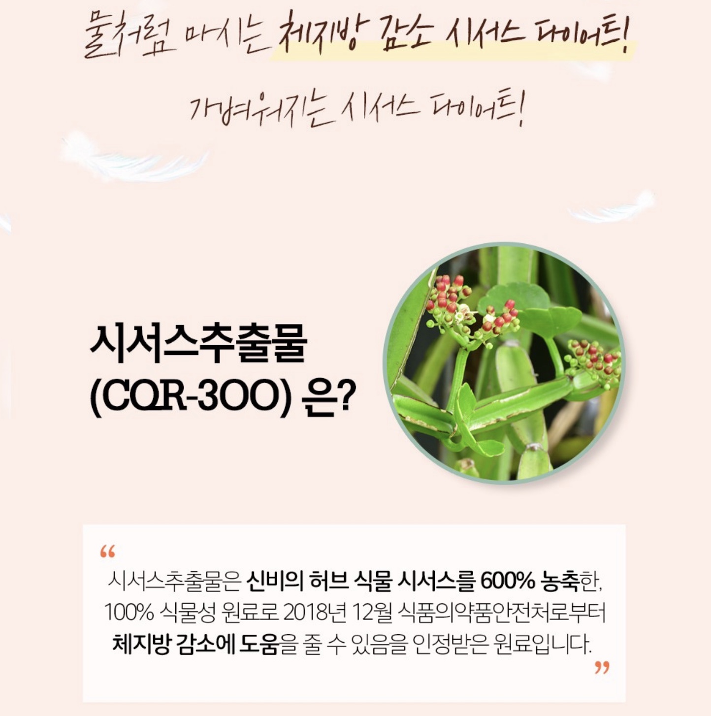 스키니랩 가벼워지는 시서스 다이어트 2g x 15포 x 2박스 : 워너픽