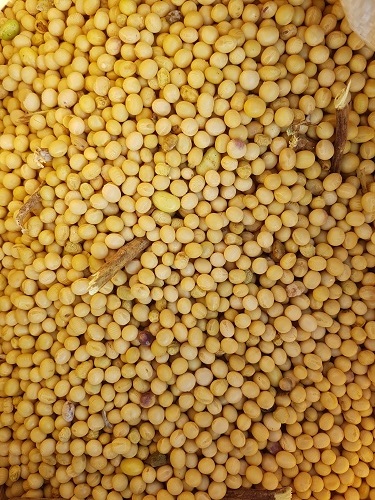 정담소담 구수한 재래식 한식청국장 300g 500g : 정담소담