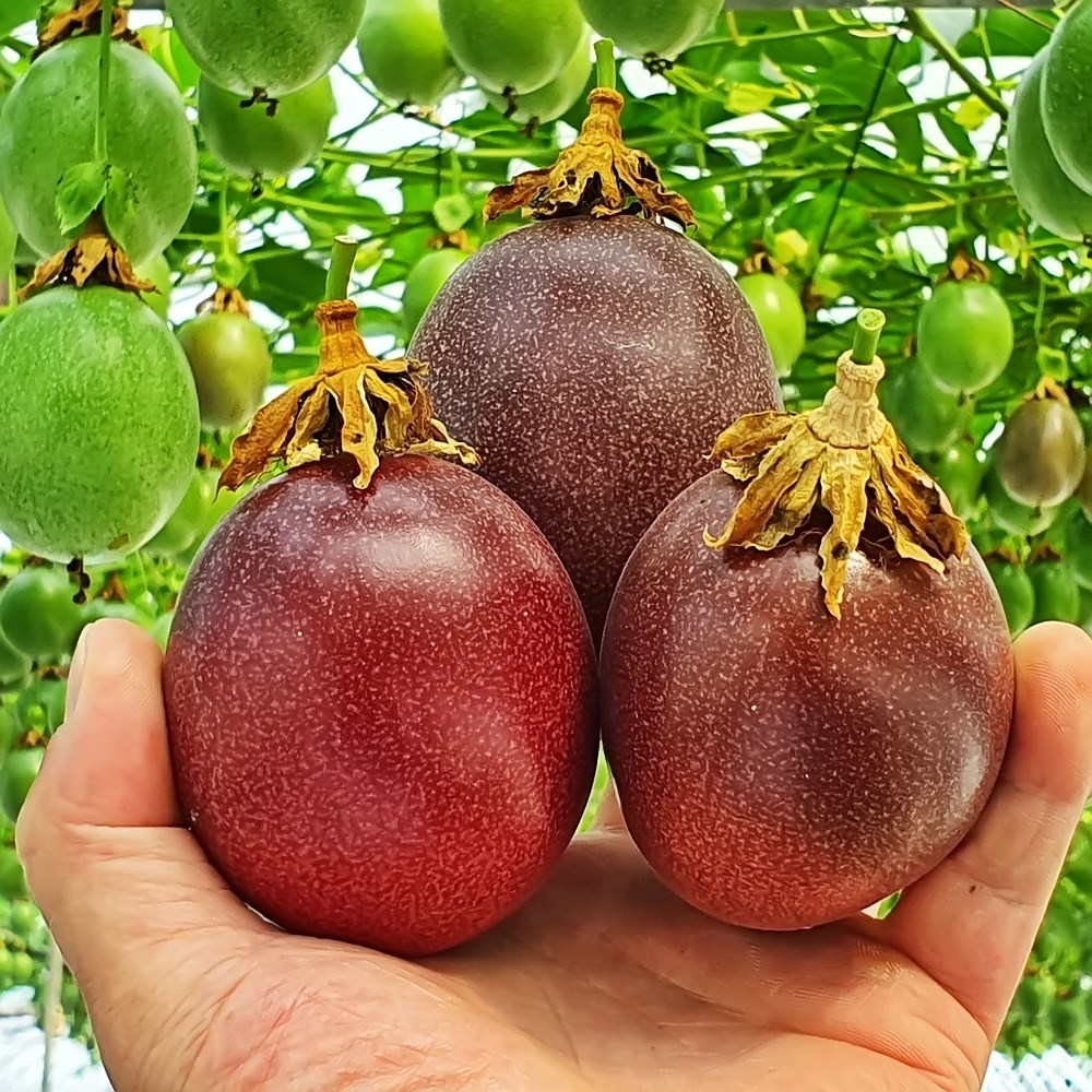 국산 패션후르츠 백향과 생과 1kg/ 백향과청 1병 500g : 꿈에그린농장