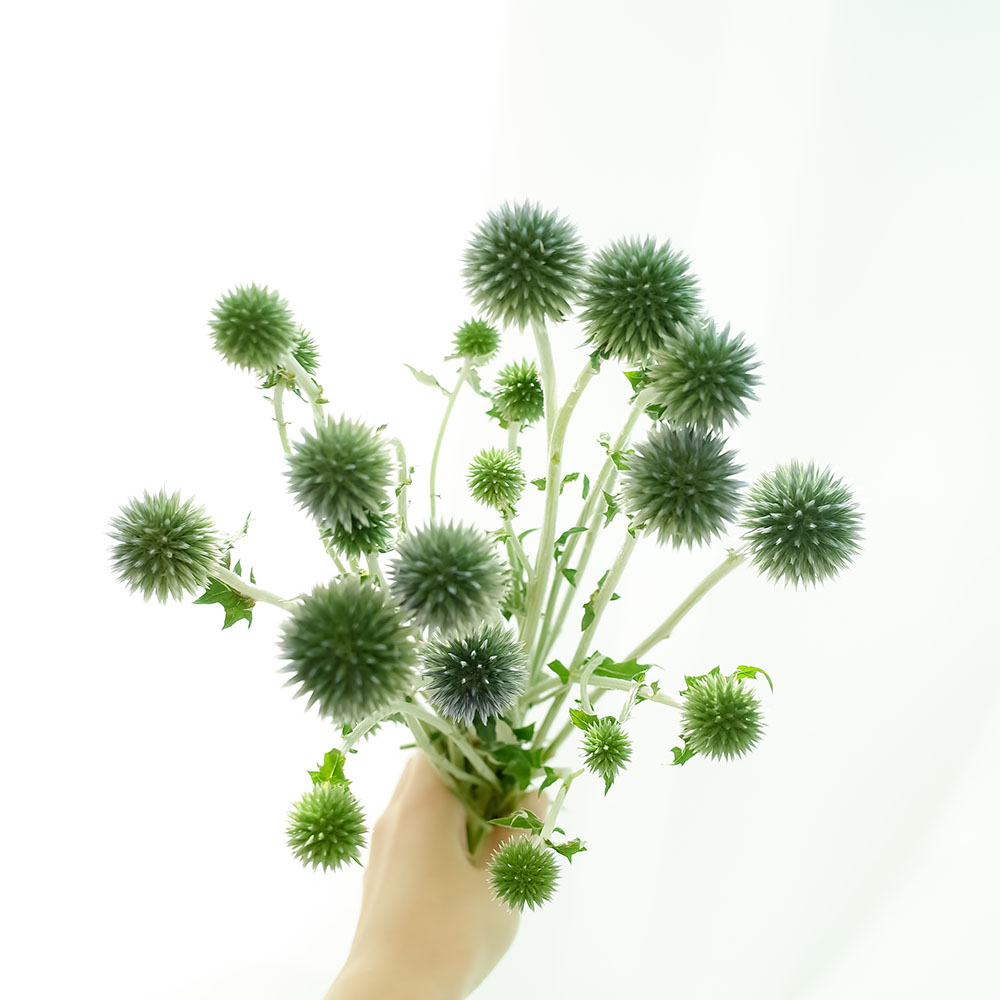 에키놉스 셀프꽃꽂이 생화 : FriendlyFlower