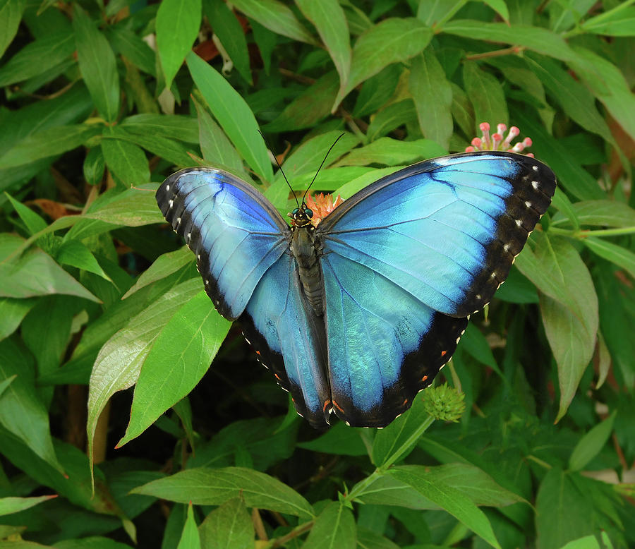 암비엔테 테이블데코 냅킨아트 티매트 소품 blue morpho Ambiente : 허브와비누이야기