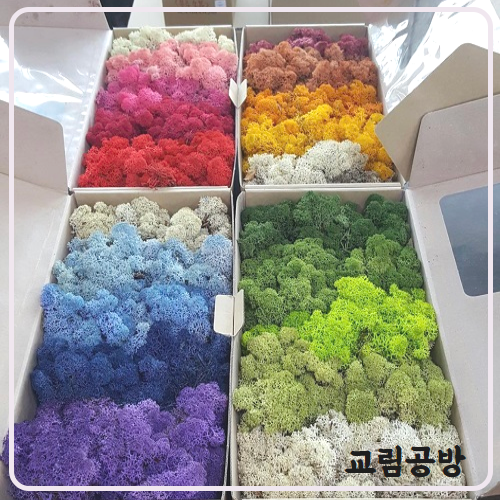 스칸디아모스 그라데이션모스 500g 공기정화식물 천연이끼 학교수업 재료 : 교림공방