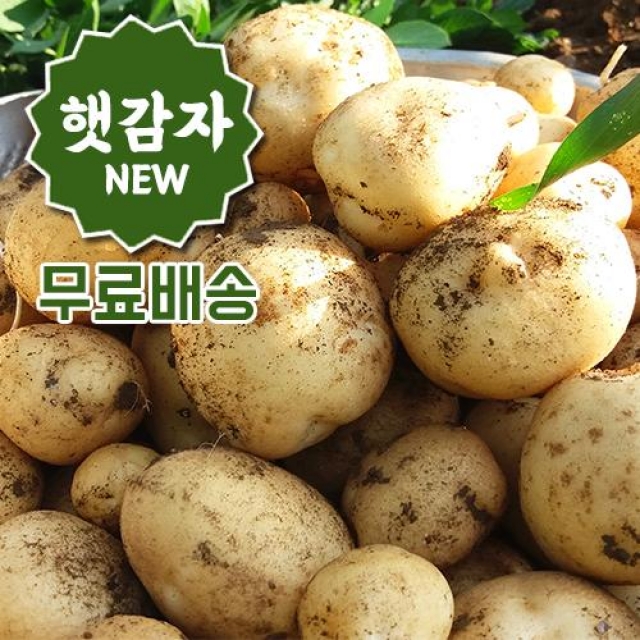 영월 포슬포슬 햇감자 (소,중,대,특) [5kg,10kg] : 강원더몰