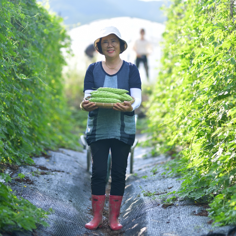 순창 국산 온단비 당자바 여주분말 80g x 3  여주가루 말린여주 : 순창 단비네농장