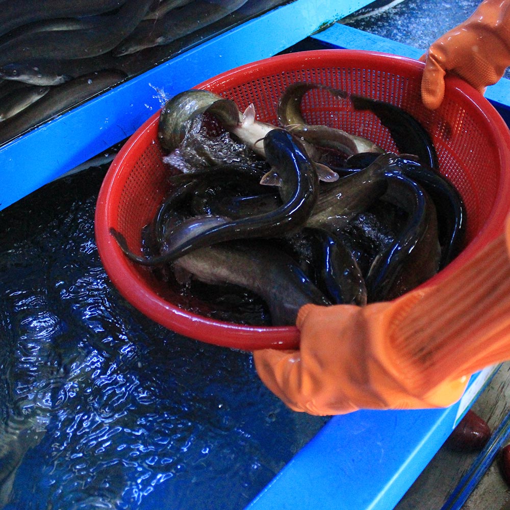 국내산 메기 2kg 민물메기 /  빠가사리 2kg 동자개 생선 민물고기 : 꿀맛컴퍼니