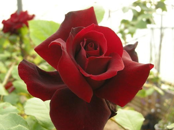 4계명품수입넝쿨장미.프레지던트L.생골.(예쁜겹형.예쁜진한빨강색.흑장미).old rose 향기.아주예뻐요.울타리.넝쿨장미.월동가능.상태굿..... 
