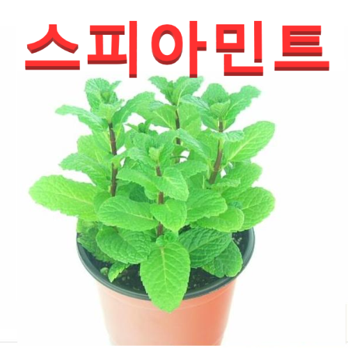 (성실농원A)스피아민트 화분(소)4개 허브식물 : 성실원예