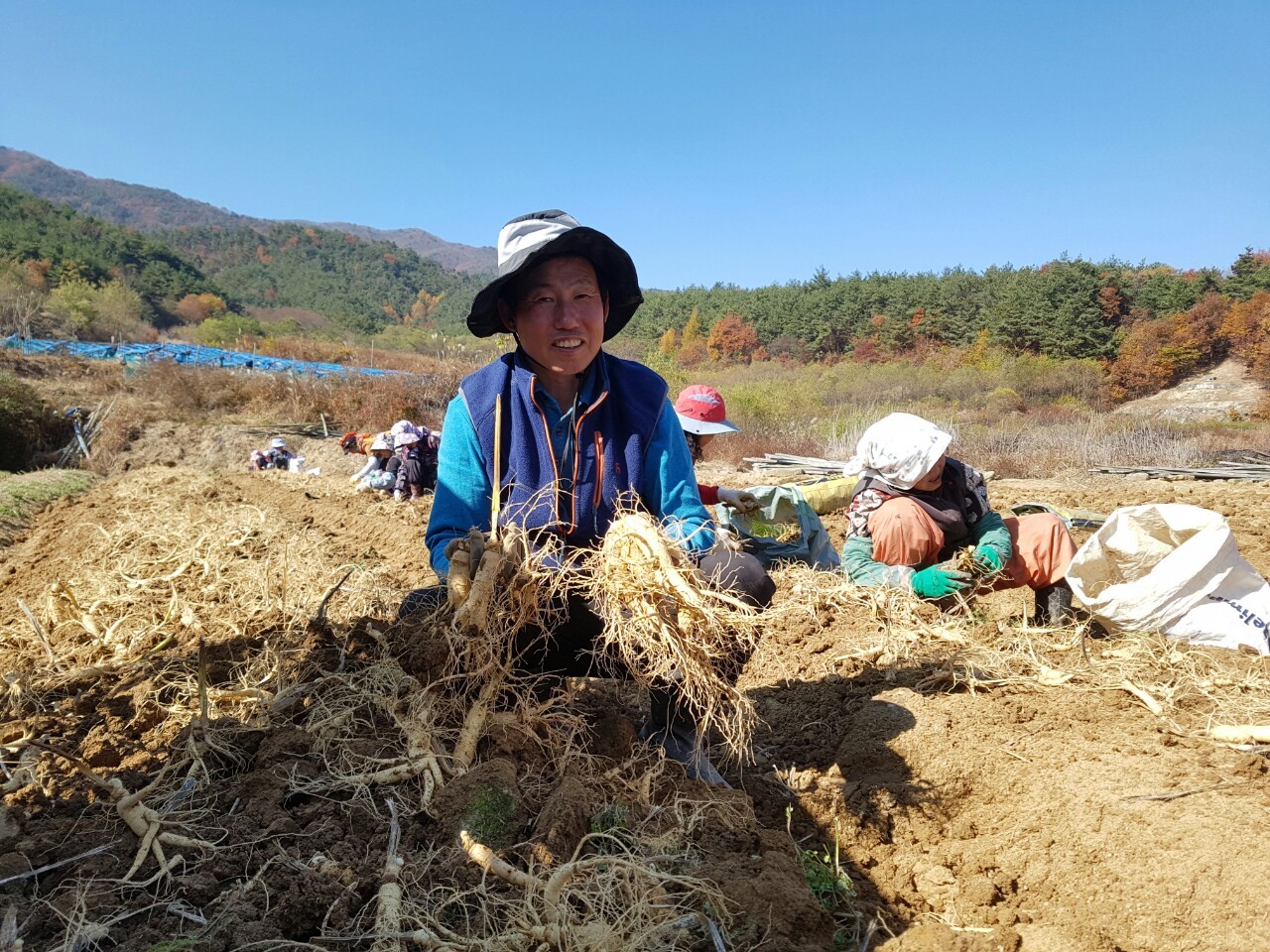 홍삼액  6년근  홍삼액 60포 : 강씨네금산인삼농장